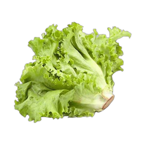 Lechuga Italiana 1 pza