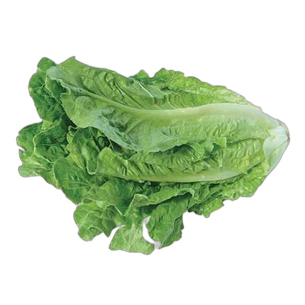 Lechuga_Lisa_Orejona_1_pza Lechuga_Lisa_Orejona_1_pza